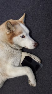 putsolaronit, solar, dog, cute
