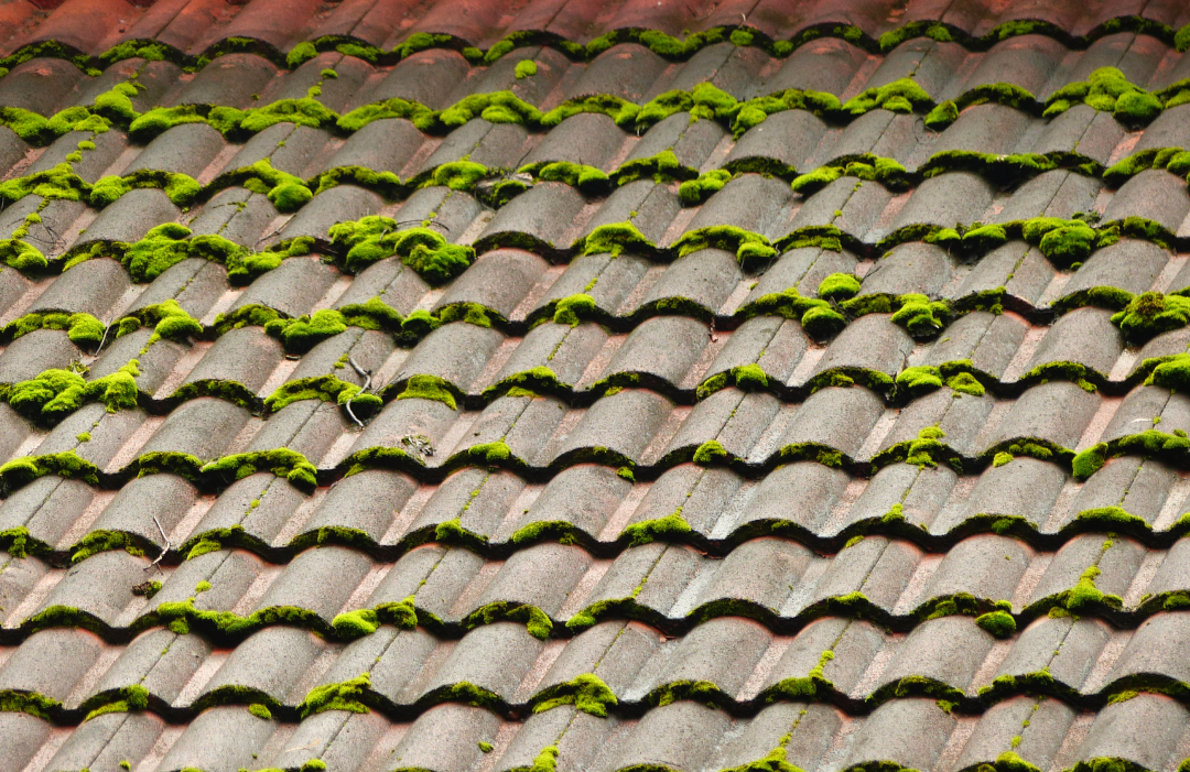 Algae or Moss Growth